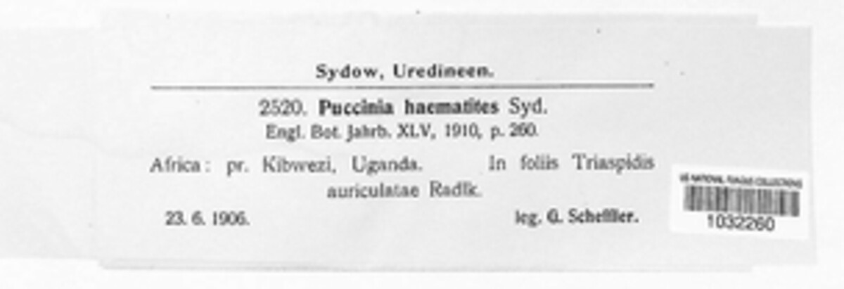 Puccinia haematites image